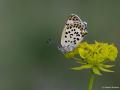 Lycaena euphratica (Fıratbakırgüzeli)